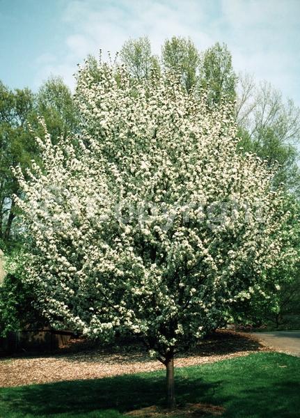 White blooms; Deciduous; Broadleaf