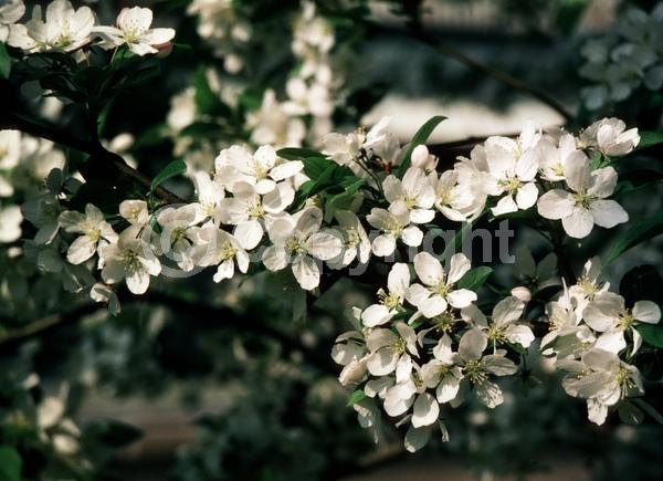 White blooms; Deciduous; Broadleaf