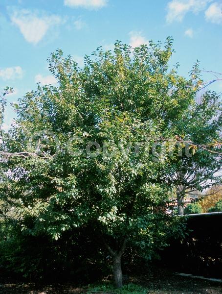 White blooms; Deciduous; Broadleaf