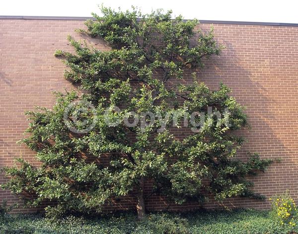 White blooms; Deciduous; Broadleaf