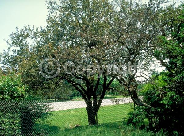 Pink blooms; Deciduous; Broadleaf
