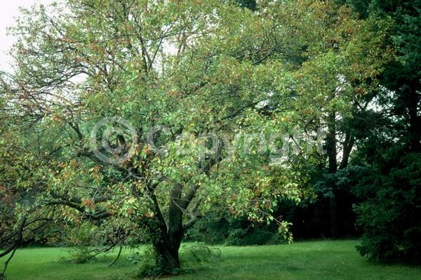 White blooms; Pink blooms; Deciduous; Broadleaf
