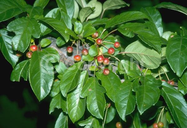 White blooms; Pink blooms; Deciduous; Broadleaf