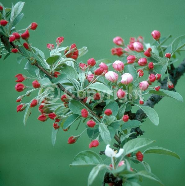 White blooms; Pink blooms; Deciduous; Broadleaf