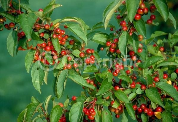 White blooms; Pink blooms; Deciduous; Broadleaf