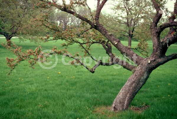 White blooms; Pink blooms; Deciduous; Broadleaf