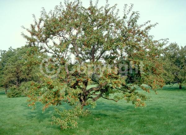 White blooms; Pink blooms; Deciduous; Broadleaf