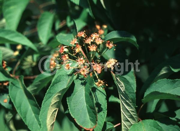 White blooms; Pink blooms; Deciduous; Broadleaf