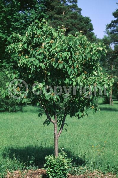 White blooms; Pink blooms; Deciduous; Broadleaf