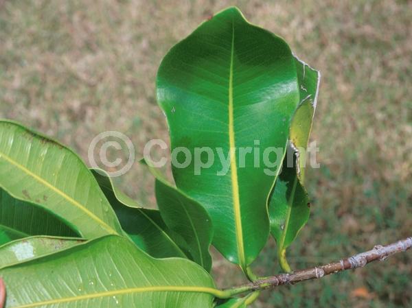 White blooms; Evergreen
