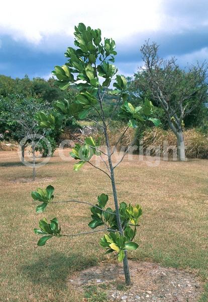 White blooms; Evergreen