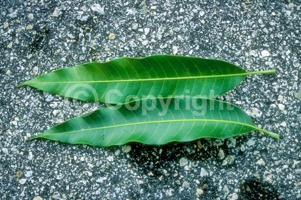 White blooms; Evergreen; Broadleaf