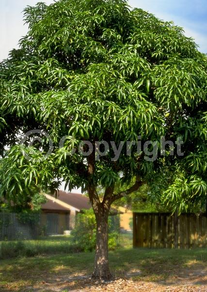 White blooms; Evergreen; Broadleaf