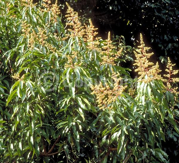 White blooms; Evergreen; Broadleaf