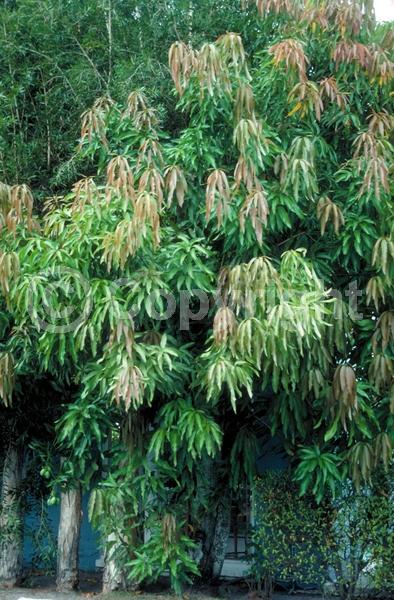 White blooms; Evergreen; Broadleaf
