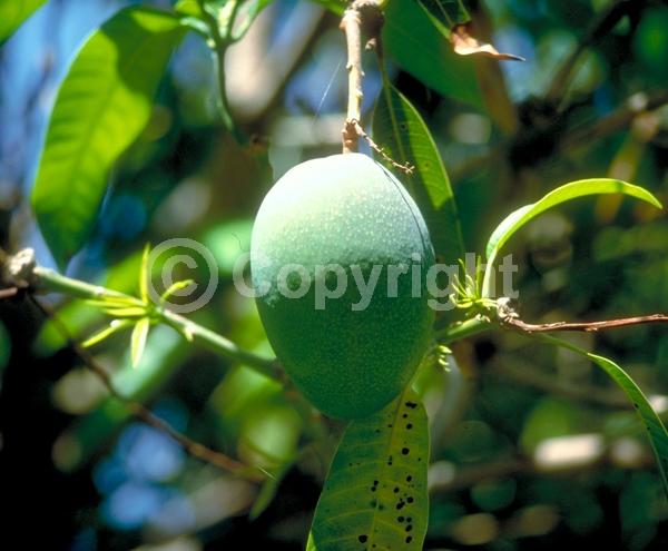 White blooms; Evergreen; Broadleaf