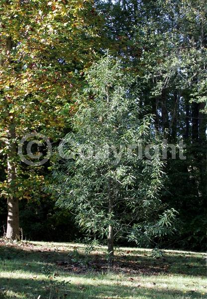 White blooms; Evergreen