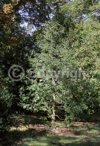 White blooms; Evergreen