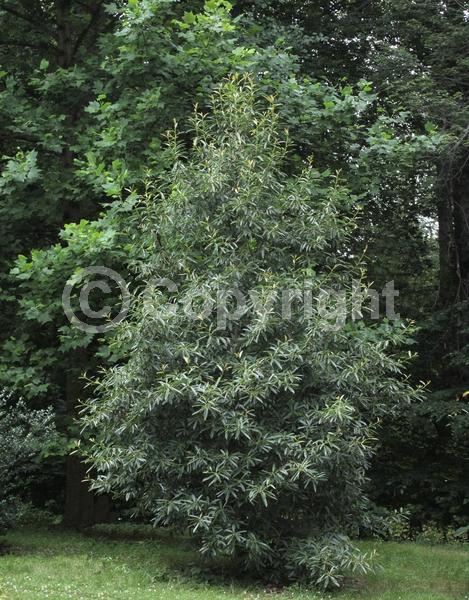 White blooms; Evergreen