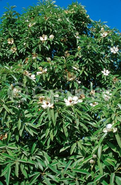 White blooms; Evergreen