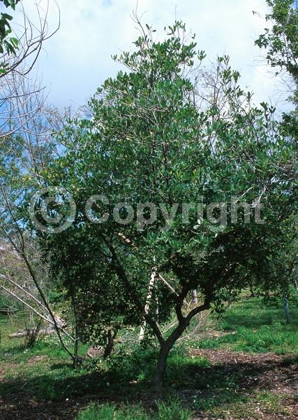 Evergreen; North American Native