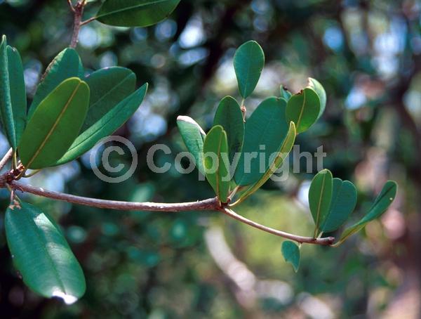 Evergreen; North American Native