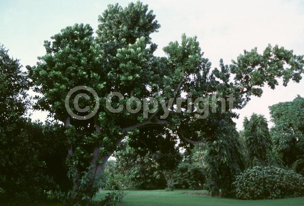 White blooms; Evergreen