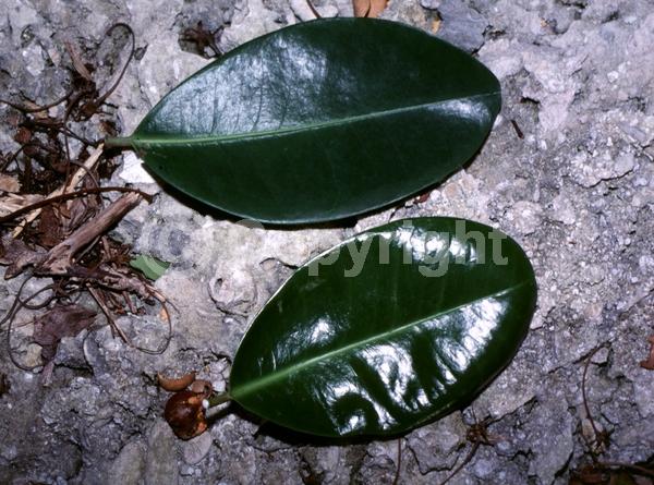 White blooms; Evergreen