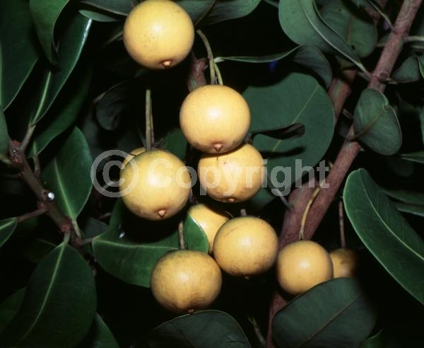 White blooms; Evergreen