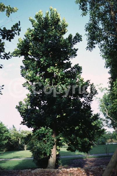 White blooms; Evergreen