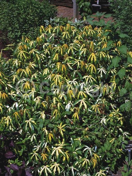 Evergreen; Broadleaf