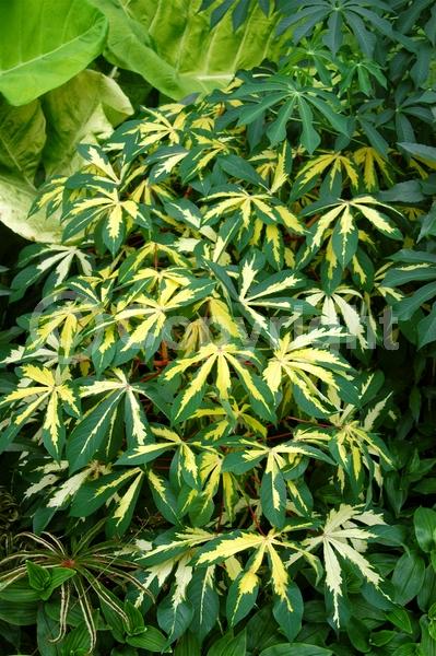 Evergreen; Broadleaf