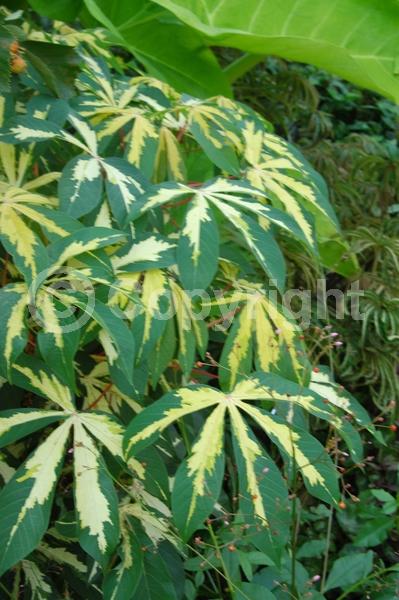 Evergreen; Broadleaf