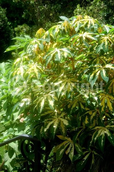 Evergreen; Broadleaf