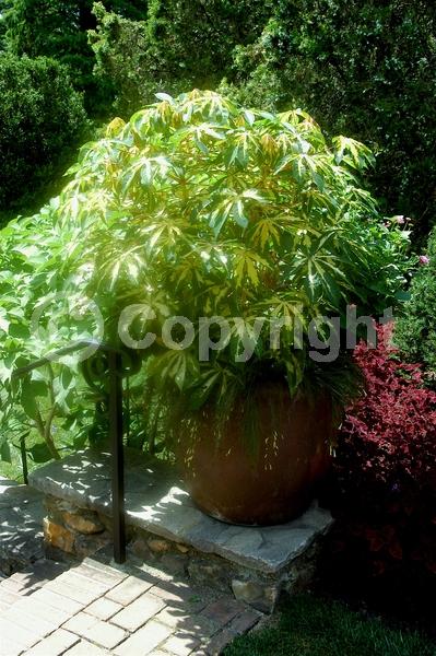 Evergreen; Broadleaf