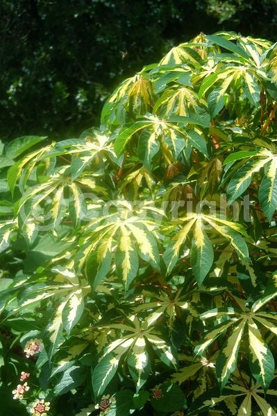 Evergreen; Broadleaf