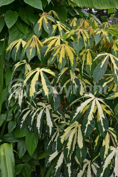 Evergreen; Broadleaf