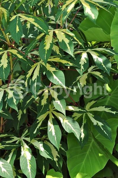 Evergreen; Broadleaf