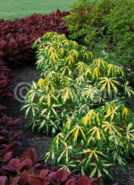 Evergreen; Broadleaf