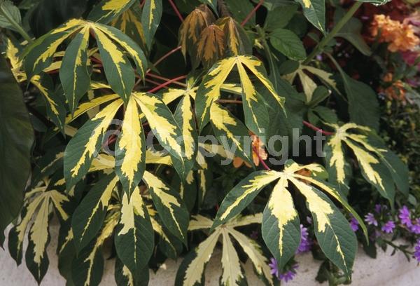 Evergreen; Broadleaf