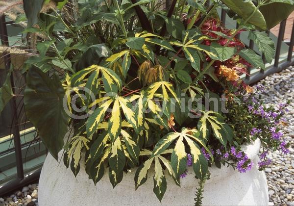 Evergreen; Broadleaf