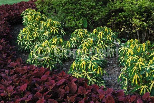 Evergreen; Broadleaf