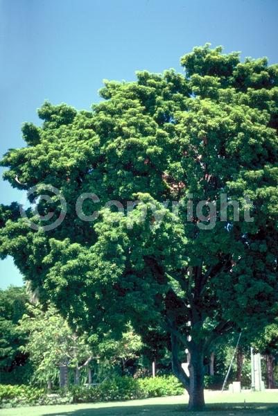 White blooms; Evergreen; Broadleaf