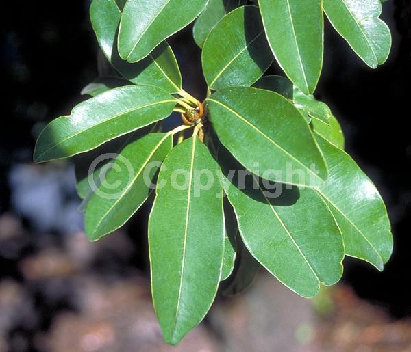 White blooms; Evergreen; Broadleaf