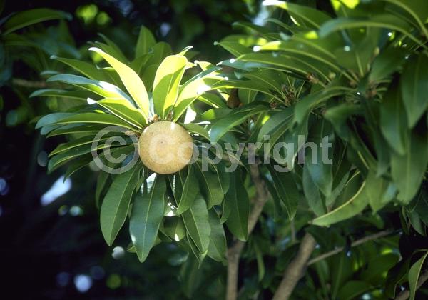 White blooms; Evergreen; Broadleaf