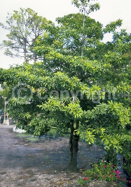 White blooms; Evergreen; Broadleaf