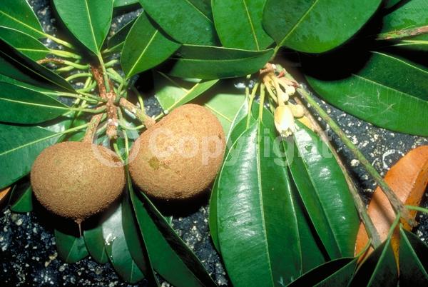 White blooms; Evergreen; Broadleaf