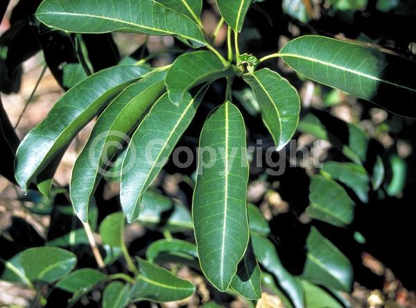Yellow blooms; White blooms; Evergreen; Broadleaf; North American Native