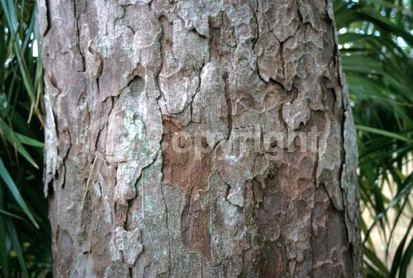 Yellow blooms; White blooms; Evergreen; Broadleaf; North American Native