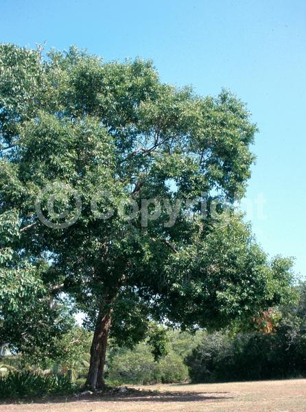 Yellow blooms; White blooms; Evergreen; Broadleaf; North American Native